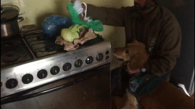 OS7 de Valparaíso incauta 44 mil dosis de distintas drogas y detiene a ocho personas tras allanamiento