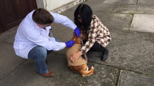 Realizarán más de once operativos de vacunación para mascotas en la Región de Coquimbo
