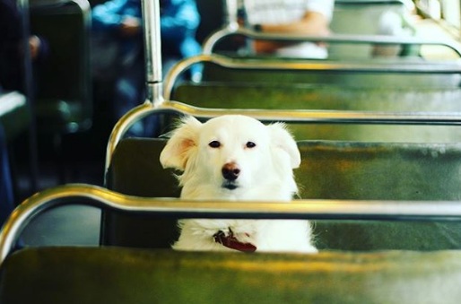 Blanquita la perrita rescatada que se niega a la desaparición de los troles en Valparaíso
