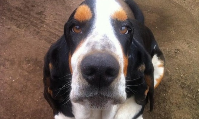 El vodka no fue suficiente: joven de Santo Domingo ofrece regalar su BMW a quien le devuelva su perro