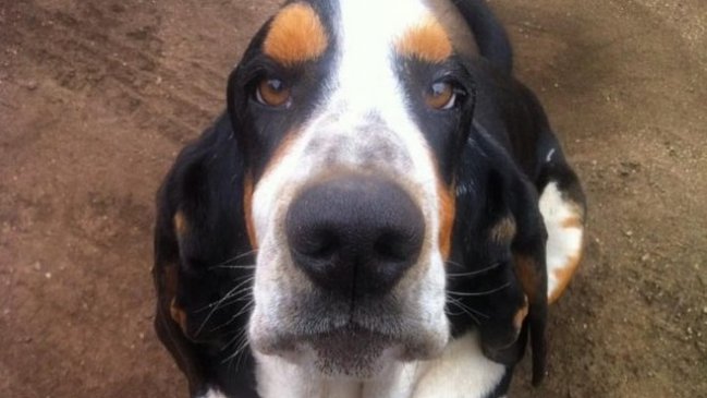 El vodka no fue suficiente: joven de Santo Domingo ofrece regalar su BMW a quien le devuelva su perro