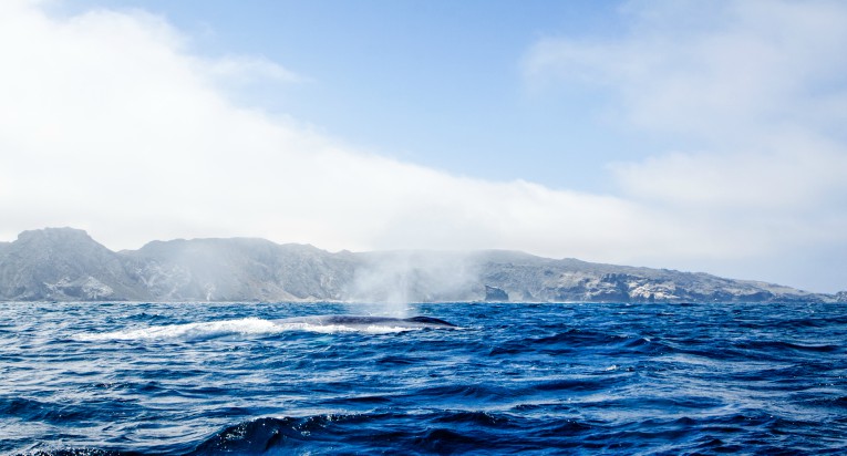 Avistan las primeras ballenas en Chañaral de Aceituno