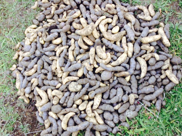 Conformaron Mesa Provincial de la Papa en Chiloé