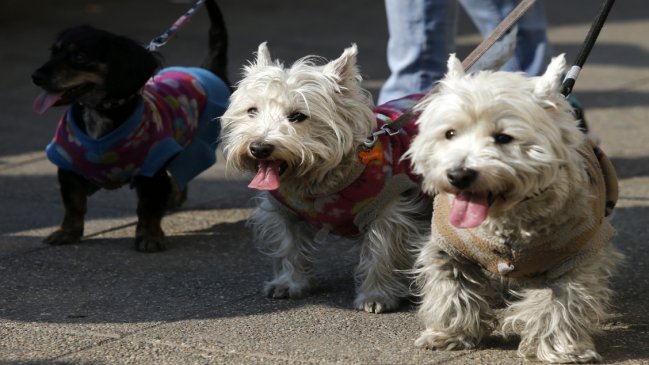 Proyecto quiere poner fin a la prohibición de mascotas en edificios y condominios
