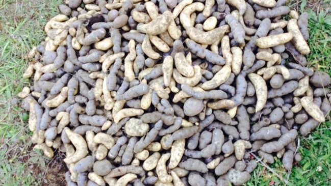 Conformaron Mesa Provincial de la Papa en Chiloé