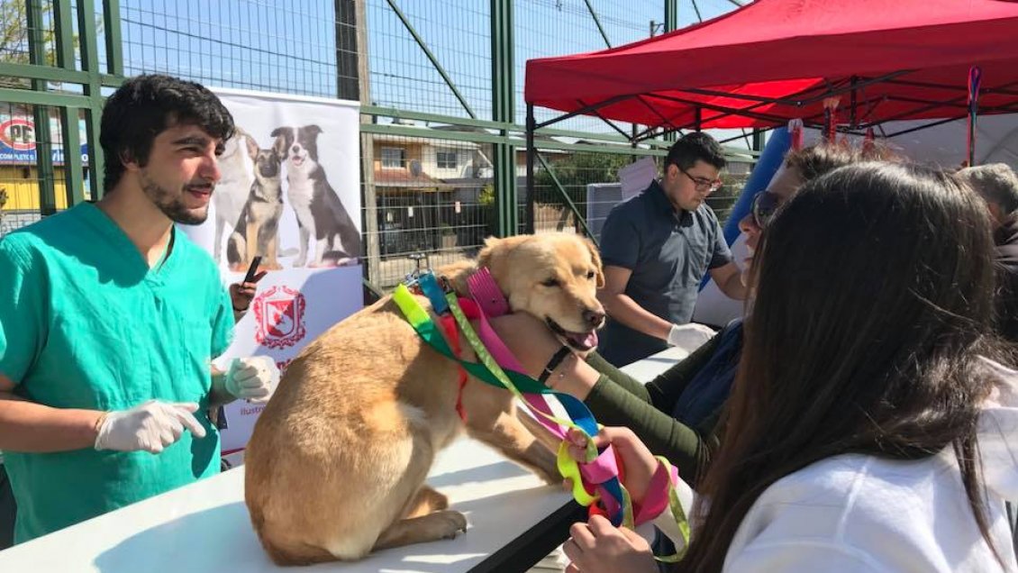 Desarrollan masiva jornada de esterilización para mascotas en Talca