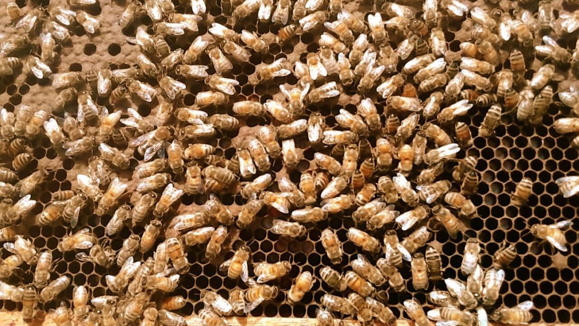 Municipio de Olivar aprueba ordenanza que protege a las abejas nativas