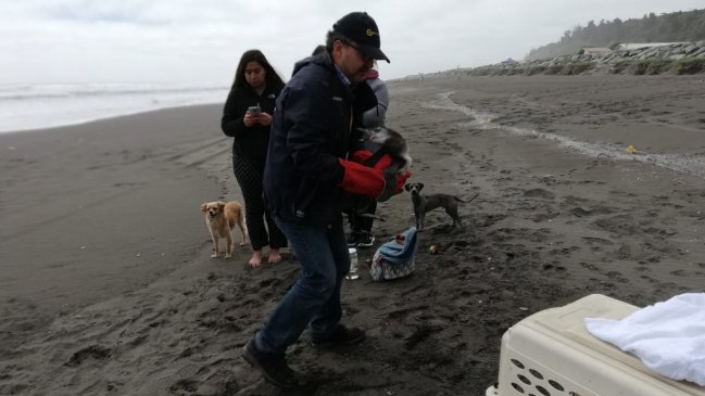Sernapesca rescató a pingüino magallánico en las costas del Maule