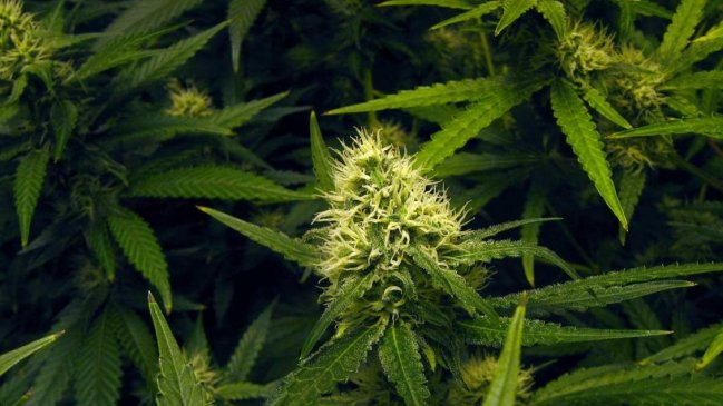 Canadá indultará a condenados por posesión de marihuana