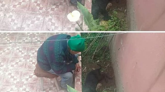 Denuncian que adulto mayor golpeó con un martillo a cachorro en Rancagua