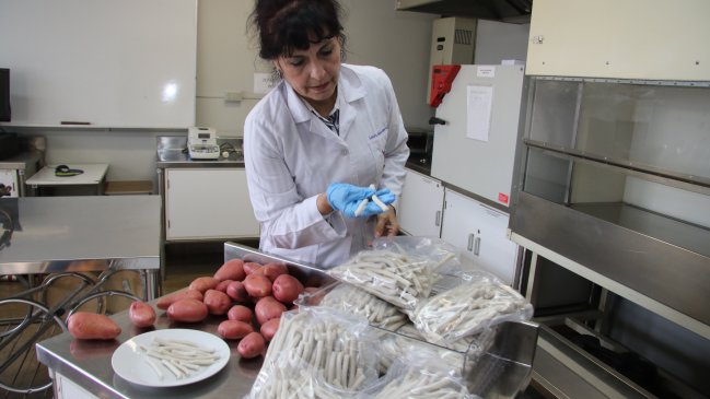 Innovación chilena: Crean papas fritas más saludables y bajas en calorías