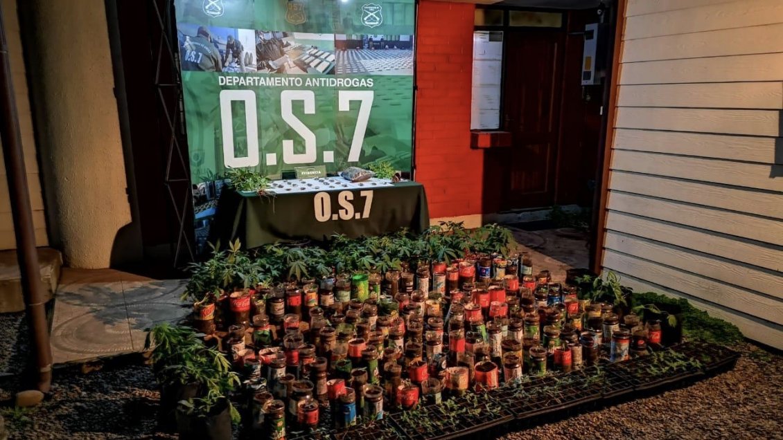 Temuco: Incautan 600 plantas y 4.000 dosis de marihuana prensada