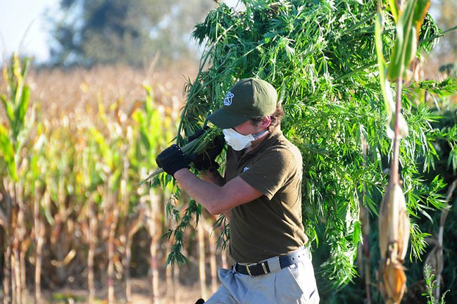 Encuentran más de 400 plantas de marihuana en isla del Río Tornagaleones