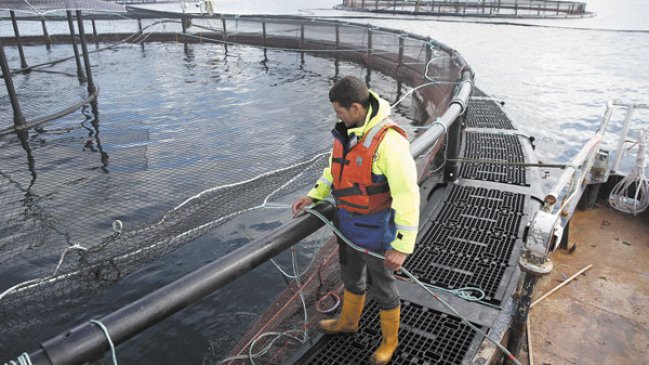 No tomarán acciones legales contra pescadores que avalaron errónea cifra de recaptura de salmones