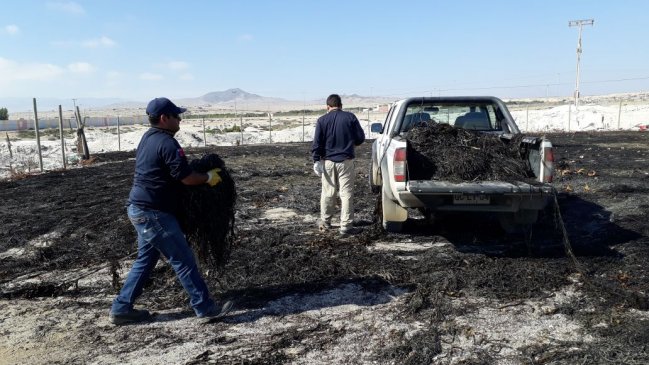 La inédita sanción a planta transformadora de algas en Vallenar