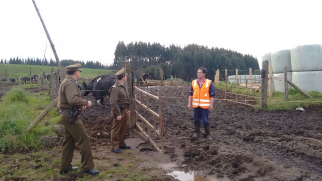 Carabineros asegura que robo de ganado en Los Ríos ha disminuido en relación al año 2017