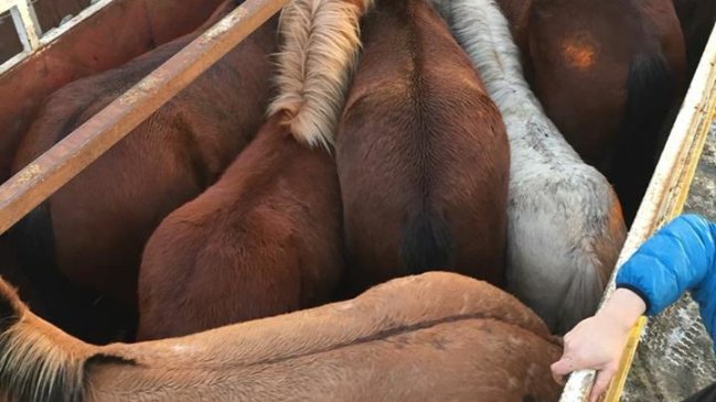 Robaron 21 caballos sin dueños que serían rematados en Punta Arenas