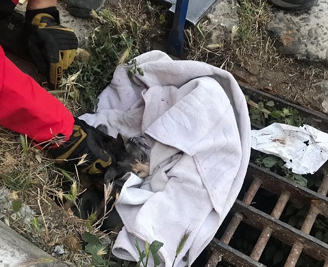 Valparaíso: Bomberos rescató a gato atrapado en resumidero de aguas lluvias