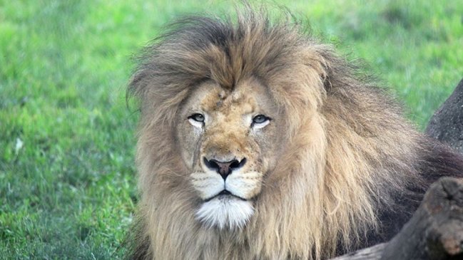 Leona asesinó a su pareja y padre de sus tres crías en un zoológico