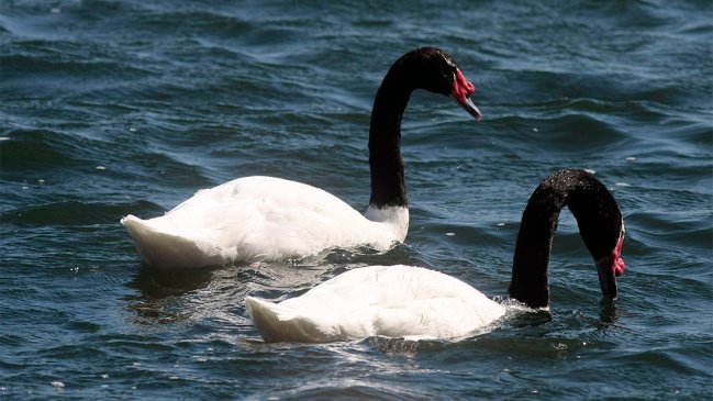 Valdivia: Gobierno cifra en 244 los cisnes atacados por lobos marinos