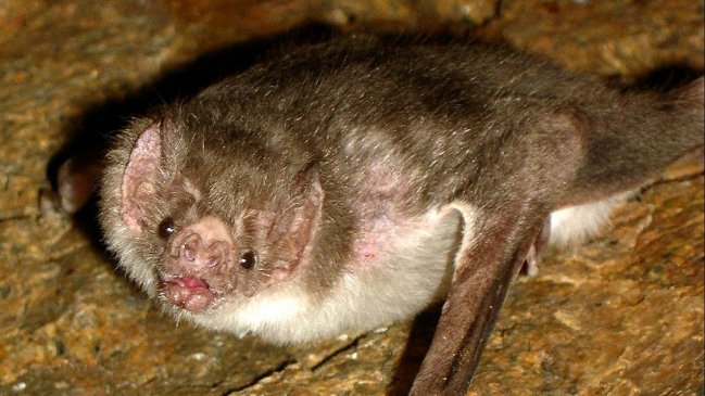 Coquimbo: Trabajadores agrícolas encontraron un murciélago con rabia