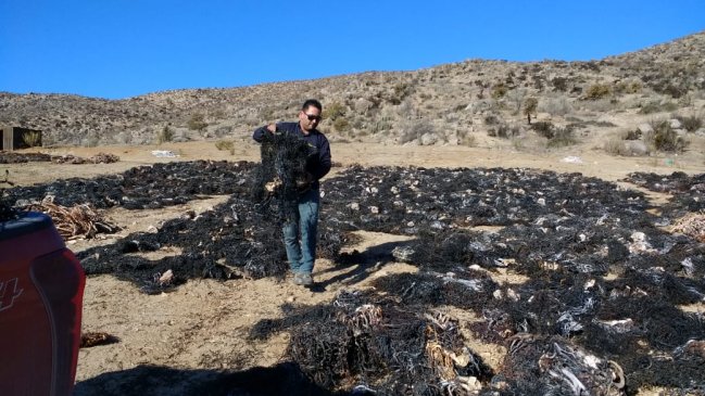 Freirina: Incautan casi 10 toneladas de huiro negro en veda