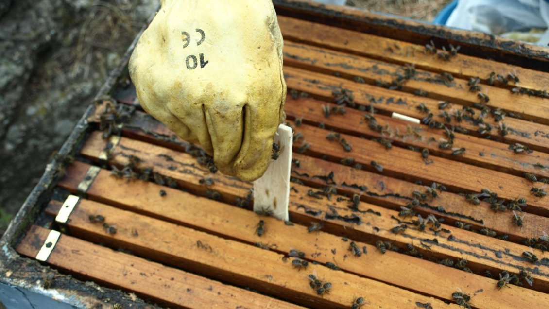 Copiapó: Detectan grave enfermedad en panales de abejas