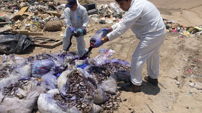 Incautan cerca de una tonelada de locos que iban a ser vendidos en Arica
