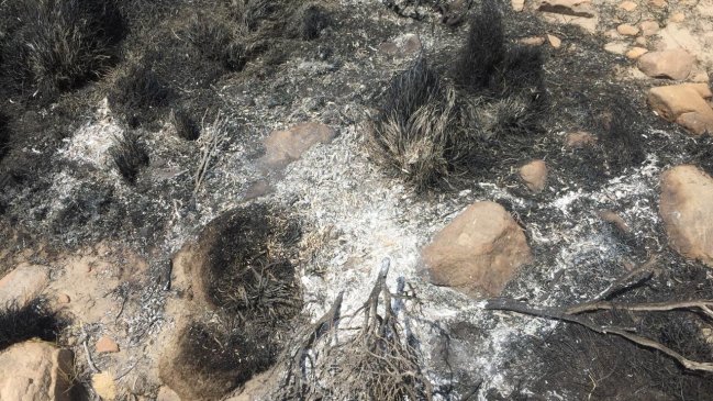 Tarapacá: Incendio forestal consume seis hectáreas al interior de Huara