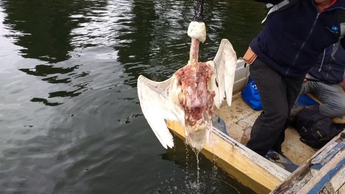 Ambientalistas de Valdivia están preocupados por nuevos hallazgos de cisnes muertos