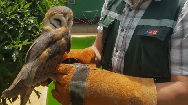 Lechuza joven sorprendió a trabajadores de una empresa de áridos