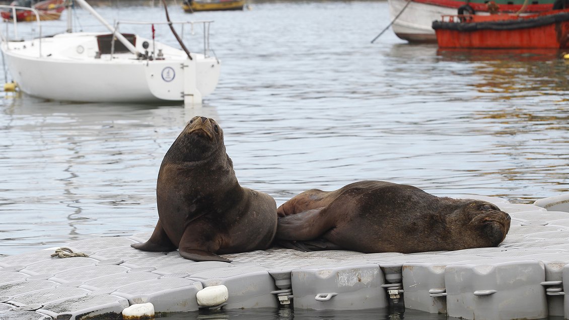 La silenciosa lucha por el sustento entre lobos marinos y pescadores artesanales