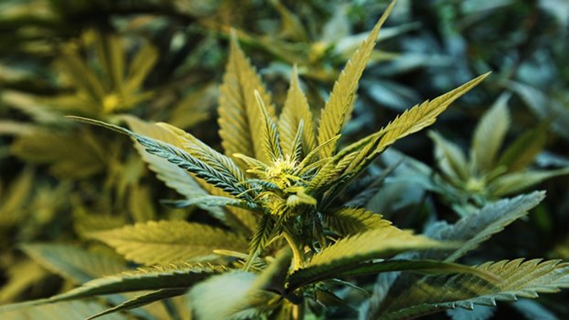 Corte Suprema abrió la puerta al consumo recreativo de marihuana en México