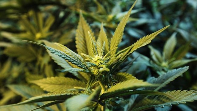 Corte Suprema abrió la puerta al consumo recreativo de marihuana en México