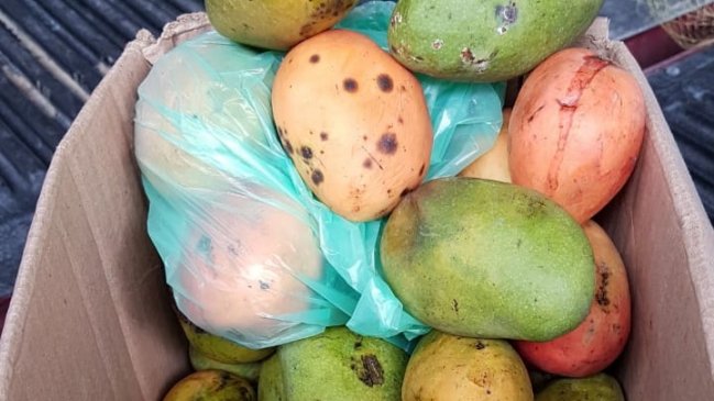 SAG decomisó mangos infestados de larvas en Iquique