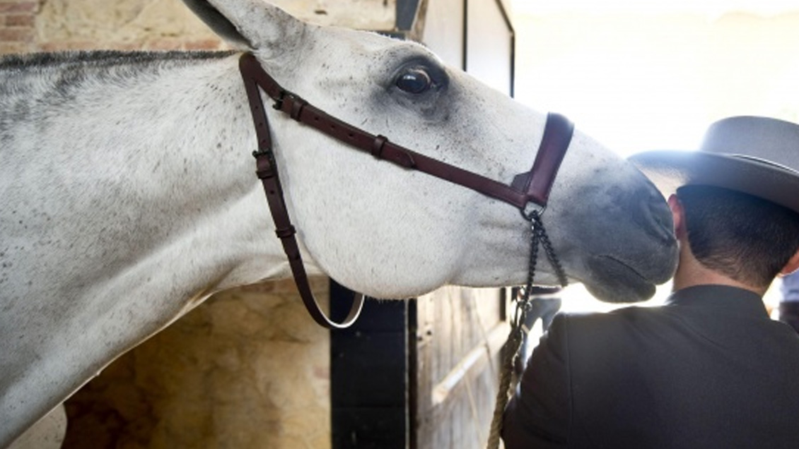 Agricultor fue condenado a 300 días de arresto por maltratar a su yegua