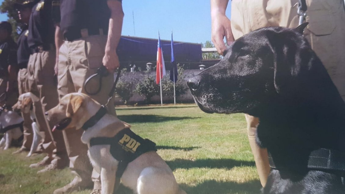 Perro de la PDI fue clave en la detención de un sujeto que llegaba con droga a Concepción