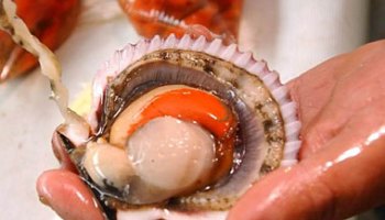Seremi de Salud mantiene alerta por presencia de marea roja en Caldera