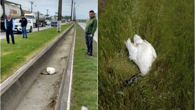 SAG estudiará causa de muerte de dos cisnes de cuello negro en Talcahuano