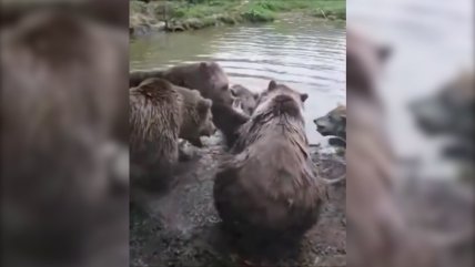   Familia de osos devoró viva a una loba en pleno zoológico 