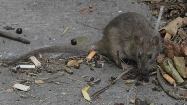 Advierten que cambio climático aumentará presencia de ratas en ciudades