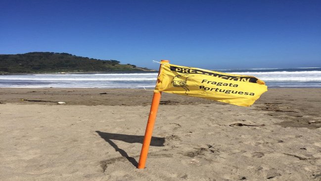 Masiva presencia de fragata portuguesa obliga al cierre de playas en Lebu y Tirúa