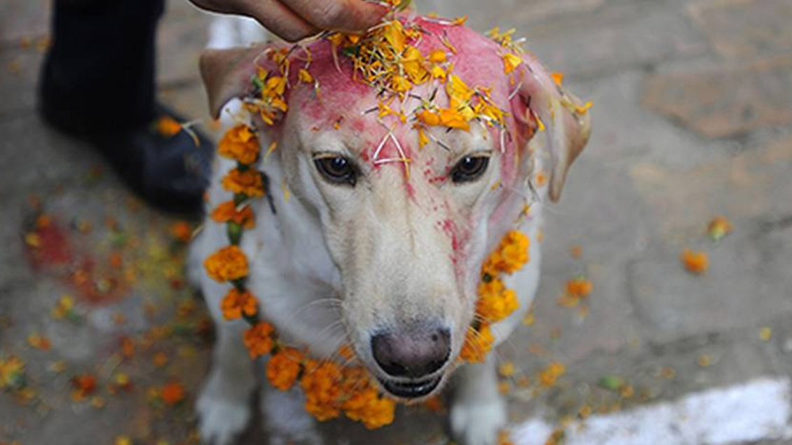 Nepal celebró y agradeció a los perros por ser nuestros amigos