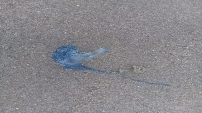 Amplían alerta temprana preventiva por fragata portuguesa a Tirúa