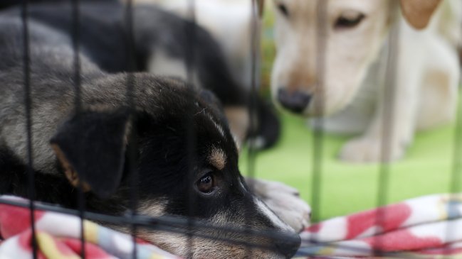 Rescatan a perrita que fue quemada con agua caliente en Alto Hospicio
