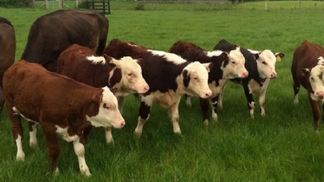 Sujetos quedaron en prisión preventiva por robo de más de 100 animales