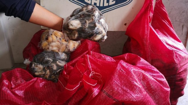 Decomisan 151 kilos de locos al sur de Iquique