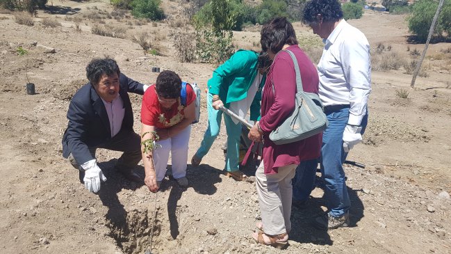 Inician plan de forestación en Andacollo: pretenden sembrar cinco mil árboles a 2020