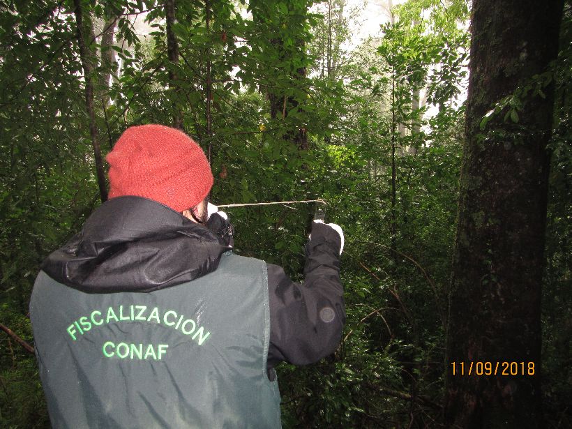 Los Ríos: Más de 35 hectáreas de plantaciones no cumplen normativa exigida por Conaf