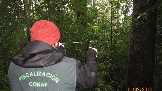 Los Ríos: Más de 35 hectáreas de plantaciones no cumplen normativa exigida por Conaf